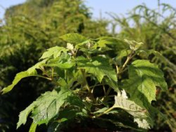 Eichenblättrige Hortensie 'Tara', 20-40 cm, Hydrangea quercifolia 'Tara', Containerware