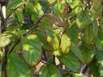 Eisenbaum 'Bella', 60-80 cm, Parrotia persica 'Bella', Containerware