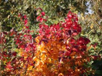 Eisenbaum 'Vanessa', 40-60 cm, Parrotia persica 'Vanessa', Containerware