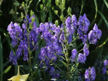 Eisenhut 'Blue Lagoon', Aconitum x cammarum 'Blue Lagoon', Topfware