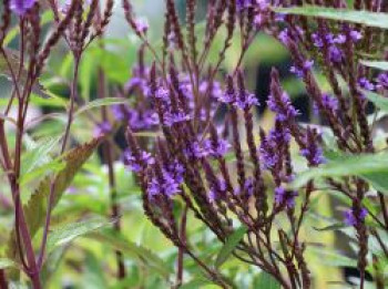 Eisenkraut &#8218;Blue Spires&#8216;, Verbena hastata &#8218;Blue Spires&#8216;, Topfware