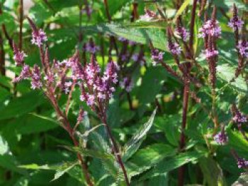 Eisenkraut &#8218;Pink Spires&#8216;, Verbena hastata &#8218;Pink Spires&#8216;, Topfware