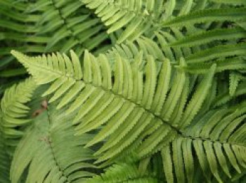 Elefantenrüssel-Farn, Dryopteris atrata, Topfware