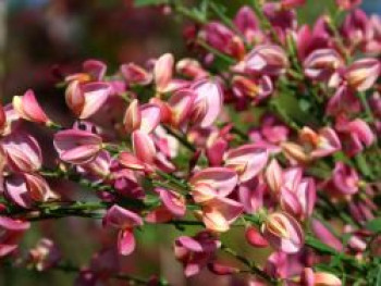 Elfenbeinginster &#8218;Hollandia&#8216;, 40-60 cm, Cytisus praecox &#8218;Hollandia&#8216;, Containerware