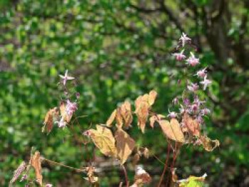 Elfenblume 'Asiatic Hybrid', Epimedium x cultorum 'Asiatic Hybrid', Topfware