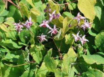 Elfenblume 'Pink Elf', Epimedium x cultorum 'Pink Elf', Topfware