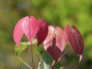 Elfenblume 'Pretty in Pink', Epimedium grandiflorum 'Pretty in Pink', Topfware