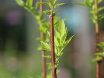 Elfenraute &#8218;Guizhou&#8216;, Artemisia lactiflora &#8218;Guizhou&#8216;, Topfware