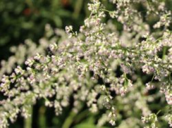 Elfenraute &#8218;Weiße Dame&#8216;, Artemisia lactiflora &#8218;Weiße Dame&#8216;, Topfware