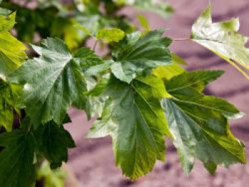 Elsbeere, 100-125 cm, Sorbus torminalis, Containerware