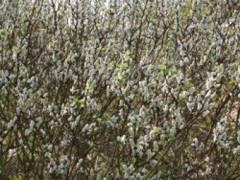 Engadin-Weide &#8218;Wehrhahnii&#8216;, 30-40 cm, Salix hastata &#8218;Wehrhahnii&#8216;, Containerware