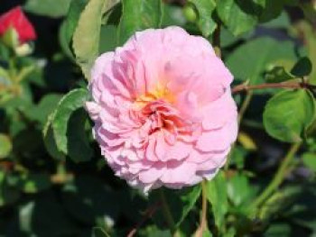 Englische Rose &#8218;Eustacia Vye&#8216;, Rosa &#8218;Eustacia Vye&#8216;, Containerware