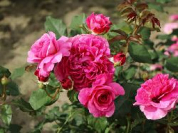Englische Rose 'Gabriel Oak', Rosa 'Gabriel Oak', Containerware