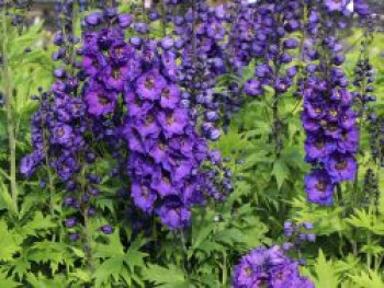 Englischer Rittersporn &#8218;Secret&#8216;, Delphinium x cultorum &#8218;Secret&#8216;, Topfware