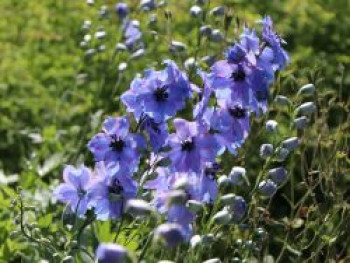 Englischer Rittersporn &#8218;Starlight&#8216;, Delphinium x cultorum &#8218;Starlight&#8216;, Topfware