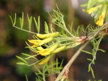 Erbsenstrauch 'Walker', Stamm 80 cm, Caragana arborescens 'Walker', Stämmchen