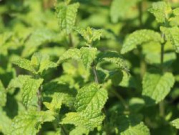 Erdbeer-Minze, Mentha species / Erdbeer-Minze, Topfware