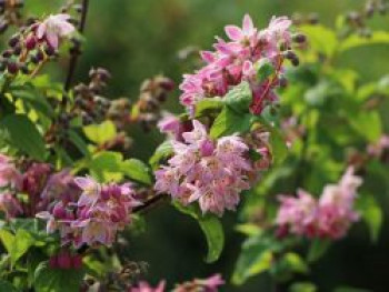 Erdbeerduft Deutzie / Sternchenstrauch 'Strawberry Field', 40-60 cm, Deutzia hybrida 'Strawberry Field', Containerware