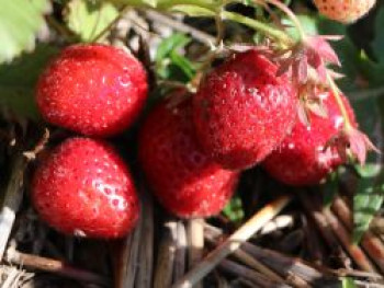 Erdbeere 'Elsanta', Fragaria 'Elsanta', Topfware