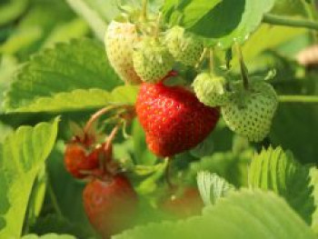 Erdbeere 'Honeoye', Fragaria 'Honeoye', Containerware