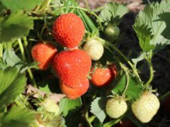 Erdbeere &#8218;Korona&#8216; (S), Fragaria &#8218;Korona&#8216; (S), Topfware