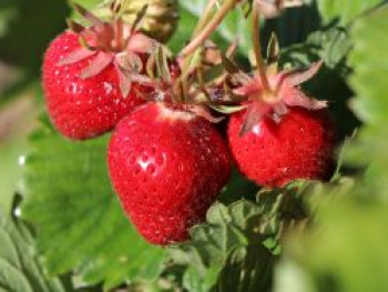 Erdbeere &#8218;Lucky Berry&#8216; ®, Fragaria &#8218;Lucky Berry&#8216; ®, Containerware