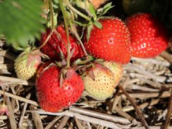 Erdbeere &#8218;Senga ® Sengana ®&#8216;, Fragaria x ananassa &#8218;Senga ® Sengana ®&#8216;, Topfware