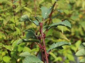 Erlenblättrige Felsenbirne Greatberry ® &#8218;Farm&#8216;, Amelanchier alnifolia Greatberry ® &#8218;Farm&#8216;, Containerware