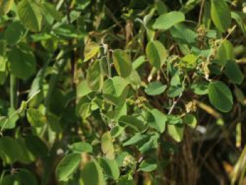 Erlenblättrige Felsenbirne Greatberry ® 'Fruity', 60-80 cm, Amelanchier alnifolia Greatberry ® 'Fruity', Containerware