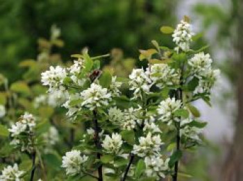 Erlenblättrige Felsenbirne Greatberry ® 'Garden', 40-60 cm, Amelanchier alnifolia Greatberry ® 'Garden', Containerware