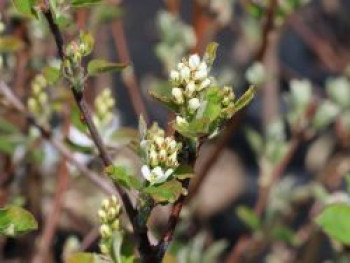 Erlenblättrige Felsenbirne 'Honeywood', 30-40 cm, Amelanchier alnifolia 'Honeywood', Containerware