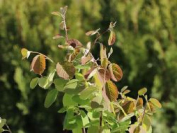 Erlenblättrige Felsenbirne 'Northline', 30-40 cm, Amelanchier alnifolia 'Northline', Containerware