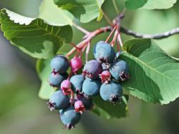 Erlenblättrige Felsenbirne &#8218;Saskatoon Berry&#8216; ­®, 40-60 cm, Amelanchier alnifolia &#8218;Saskatoon Berry&#8216; ­®, Containerware