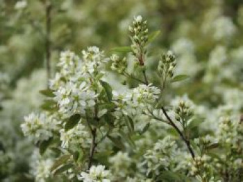 Erlenblättrige Felsenbirne 'Smokey', 40-60 cm, Amelanchier alnifolia 'Smokey', Containerware