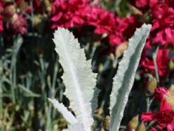 Eselsdistel, Onopordum nervosum, Topfware