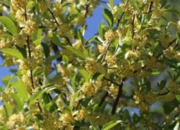 Essbare Ölweide / Vielblütige Ölweide, 60-100 cm, Elaeagnus multiflora, Containerware