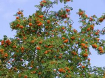 Essbare Vogelbeere / Eberesche &#8218;Edulis&#8216;, 100-150 cm, Sorbus aucuparia &#8218;Edulis&#8216;, Containerware