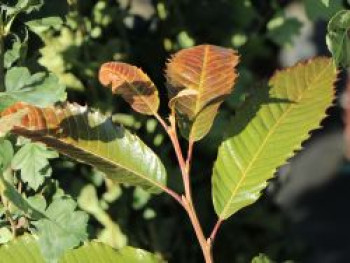 Esskastanie 'Annys Summer Red', 80-100 cm, Castanea sativa 'Annys Summer Red', Containerware