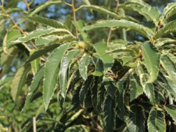 Esskastanie 'Argenteovariegata', 30-40 cm, Castanea sativa 'Argenteovariegata' syn. 'Variegata', Containerware