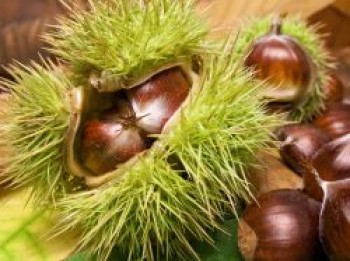 Esskastanie 'Ecker 1', 100-125 cm, Castanea sativa 'Ecker 1', Containerware