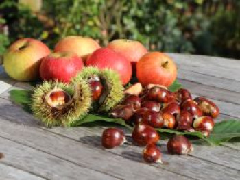 Esskastanie / Edelkastanie / Marone, 100-125 cm, Castanea sativa, Containerware