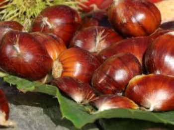 Esskastanie 'Marsol', 100-125 cm, Castanea sativa 'Marsol', Containerware