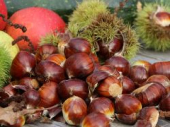 Esskastanie &#8218;Doree de Lyon&#8216;, 100-125 cm, Castanea sativa &#8218;Doree de Lyon&#8216;, Containerware