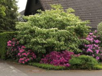 Etagen-Hartriegel &#8218;Pagoda&#8216;, 40-60 cm, Cornus controversa &#8218;Pagoda&#8216;, Containerware