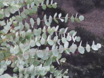 Eukalyptus 'Blaue Liebe' ®, 40-60 cm, Eucalyptus gunnii 'Blaue Liebe' ®, Containerware