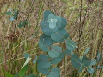 Eukalyptus 'Metallica', Eucalyptus gundal 'Metallica', Topfware