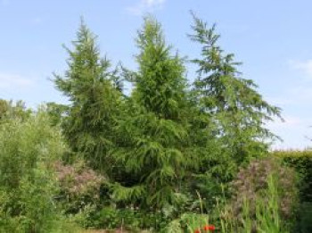 Europäische Lärche, 125-150 cm, Larix decidua, Containerware