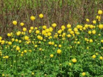 Europäische Trollblume, Trollius europaeus, Topfware