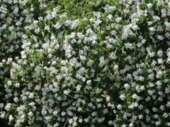 Europäischer Pfeifenstrauch / Bauernjasmin, 100-150 cm, Philadelphus coronarius, Containerware