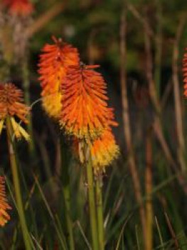 Fackellilie 'Ember Glow', Kniphofia uvaria 'Ember Glow', Topfware